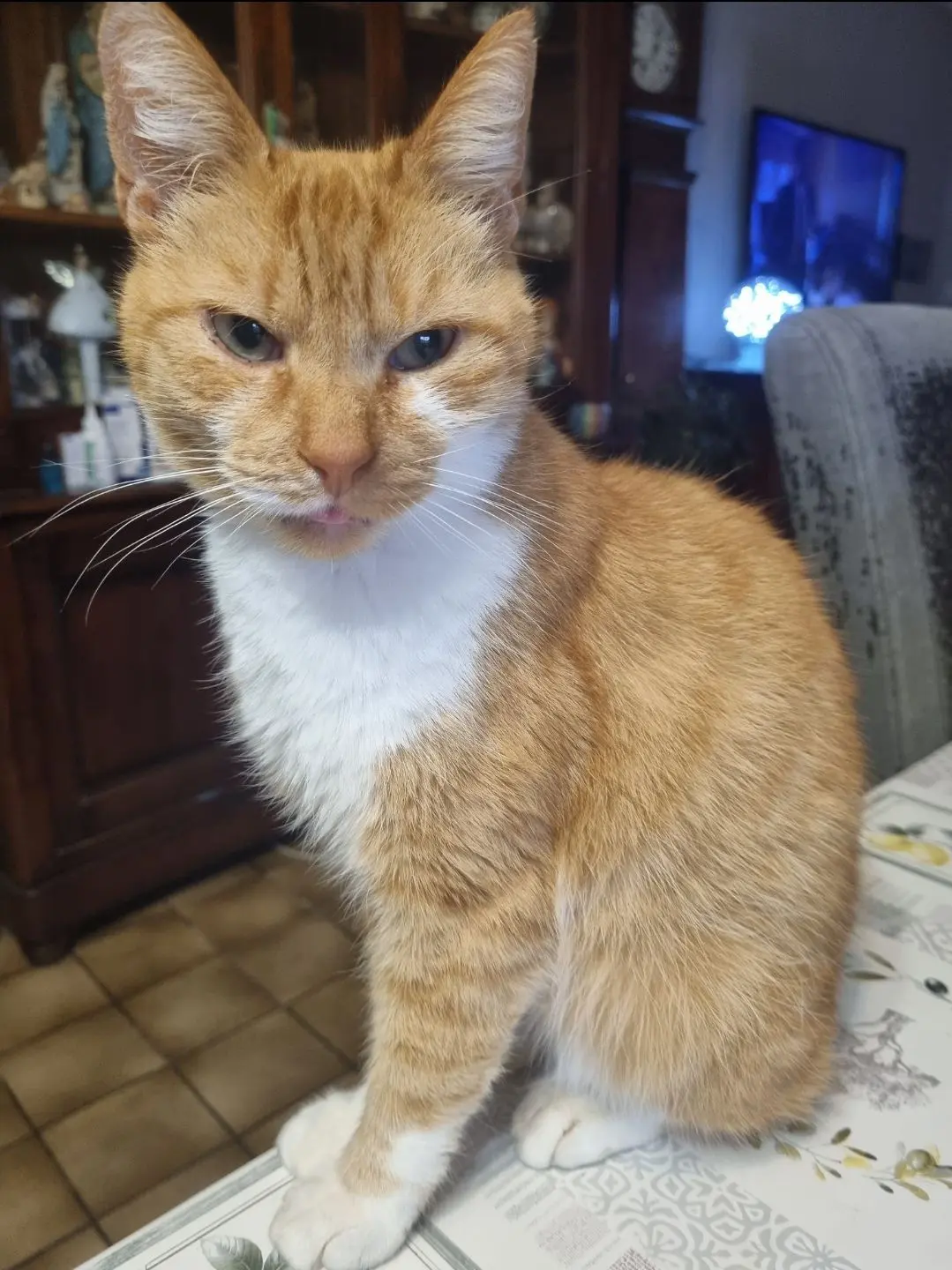 chat lost    Tournai Roux