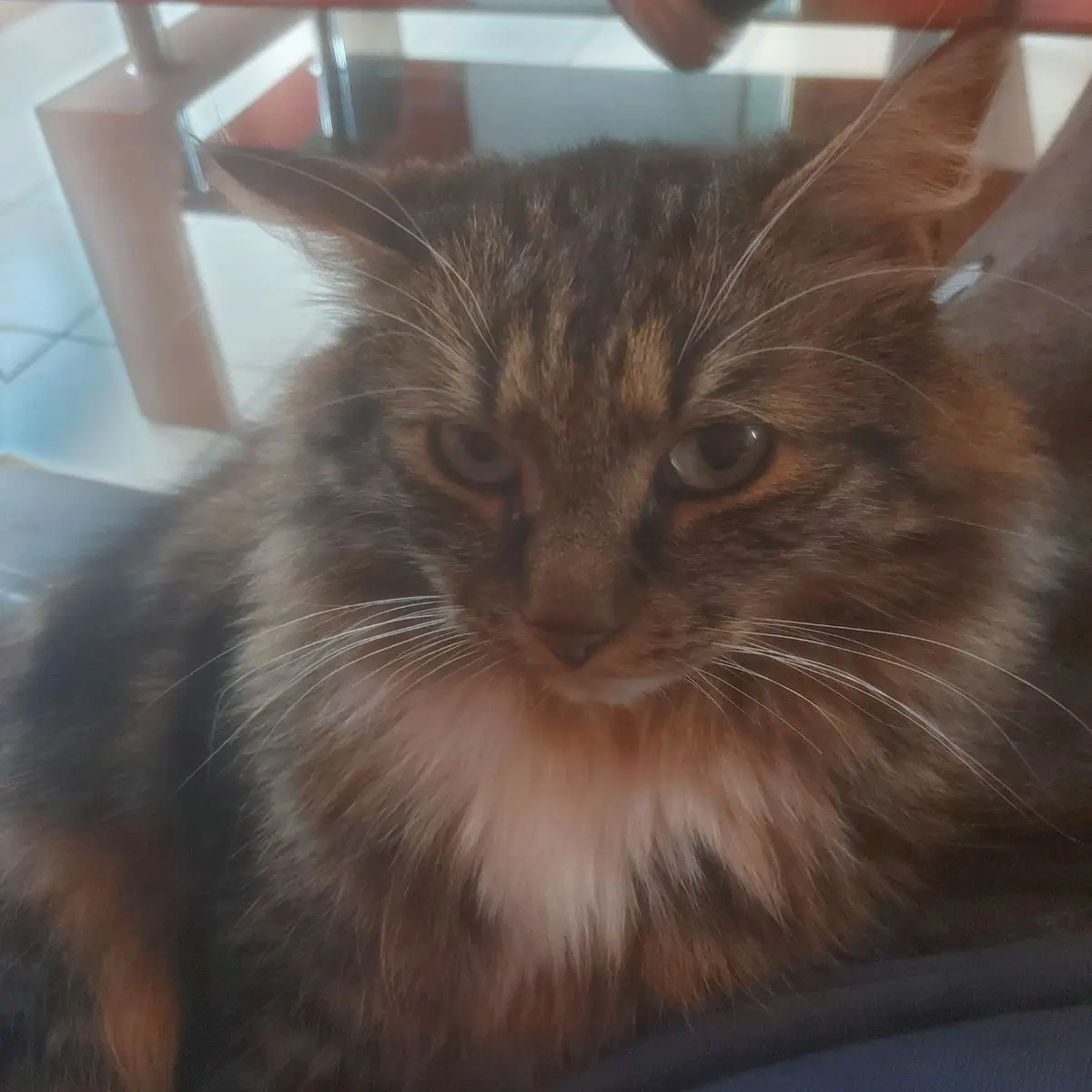 chat lost    Tournai Tacos
