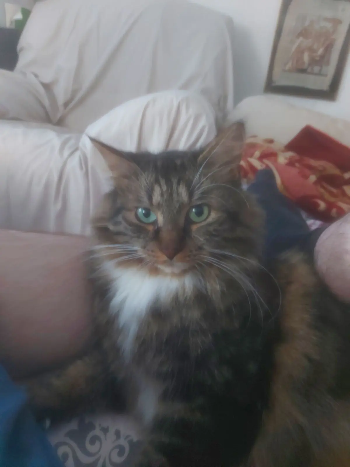 chat lost    Tournai Tacos