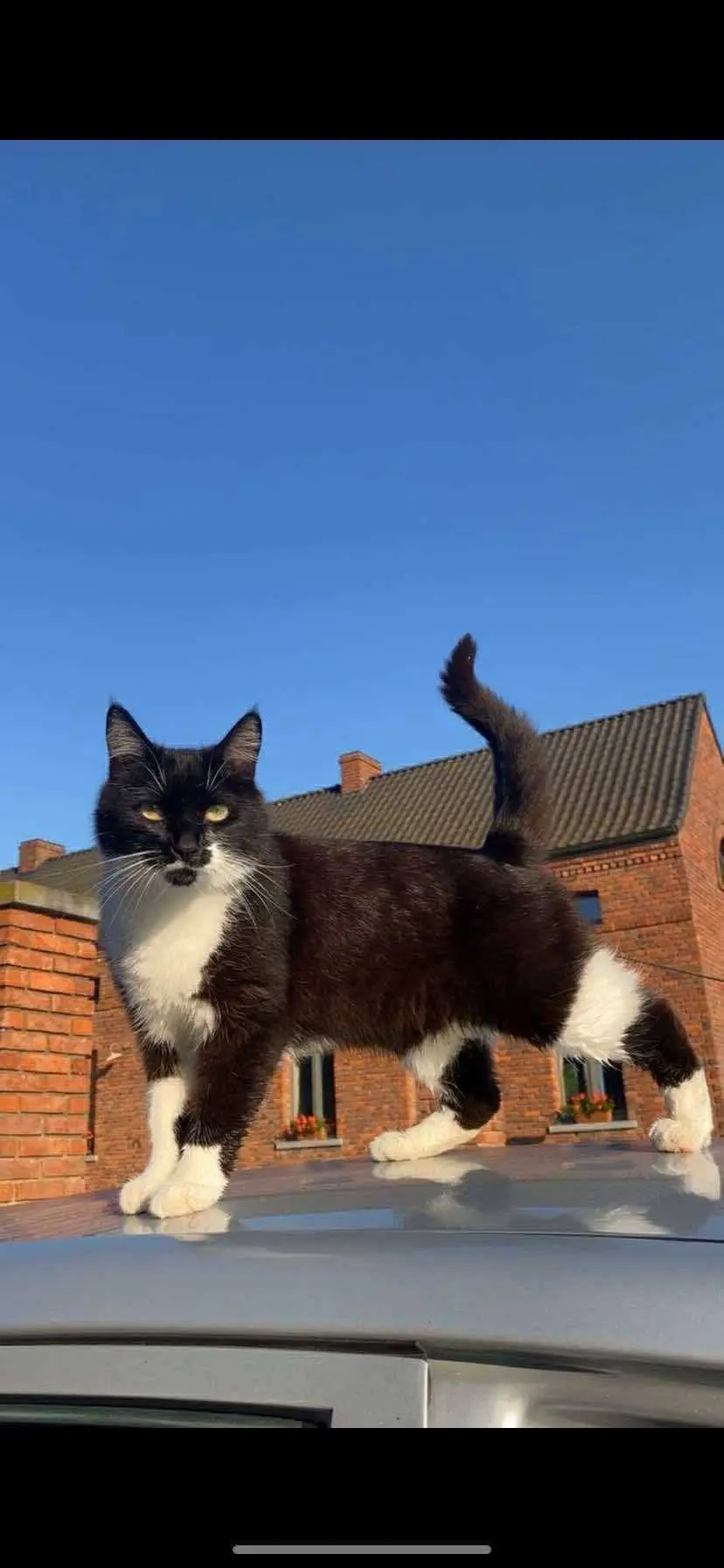 chat lost   7542 Tournai Whisky