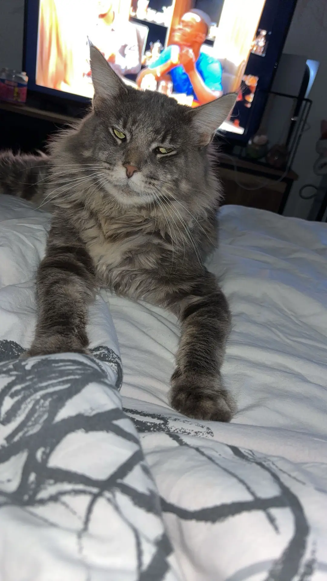 chat lost   7712 Herseaux Trésor
