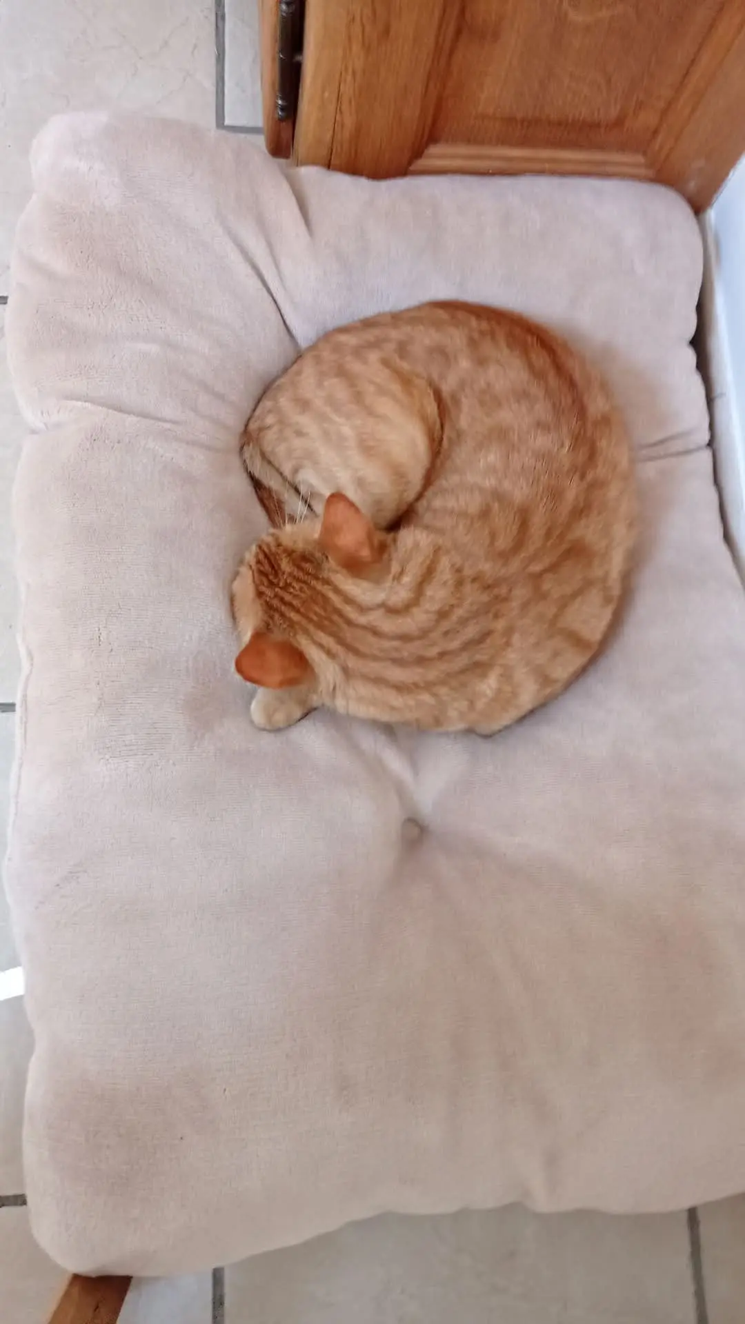 chat lost   4520 Moha Oscar