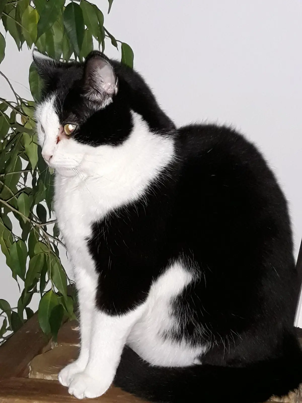 chat lost   4577 Modave Wisky