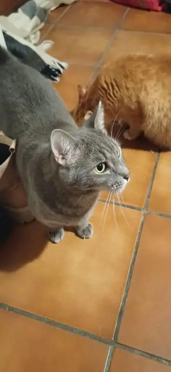 chat lost   4400 Flémalle Bandit