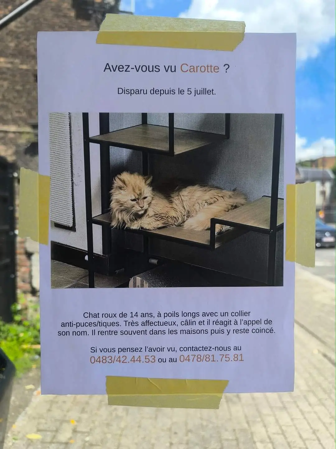 chat lost   4040 Herstal Carotte