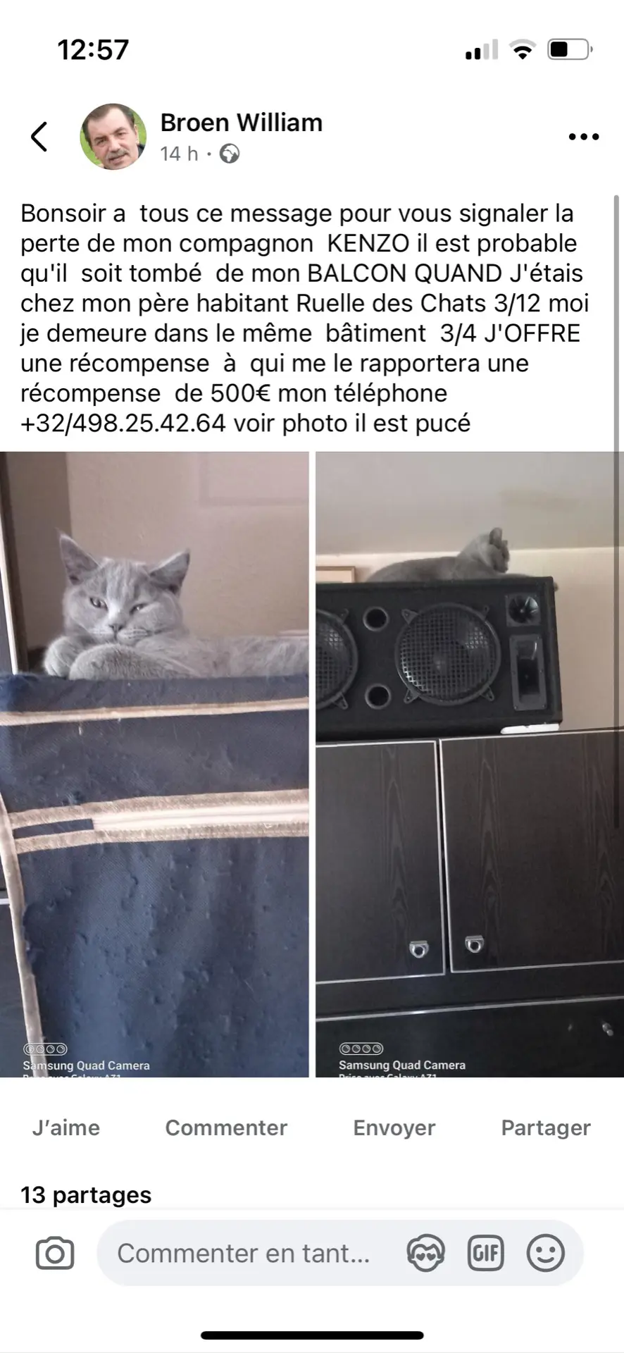 chat lost   4000 Liège Kenzo