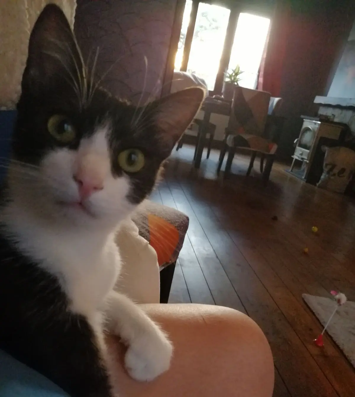 chat lost   4000 Liège Khéops