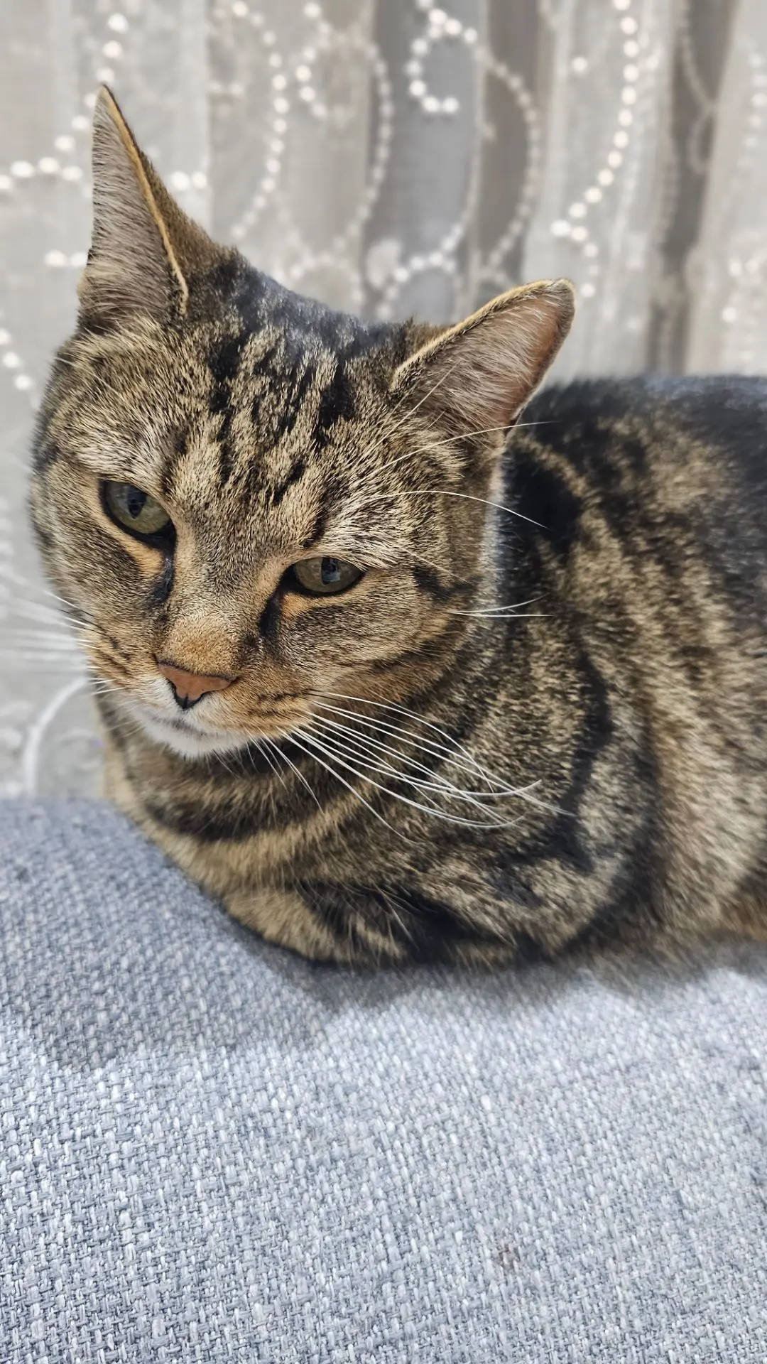 chat lost  Rue du Prince 4032 Chênée Mickey