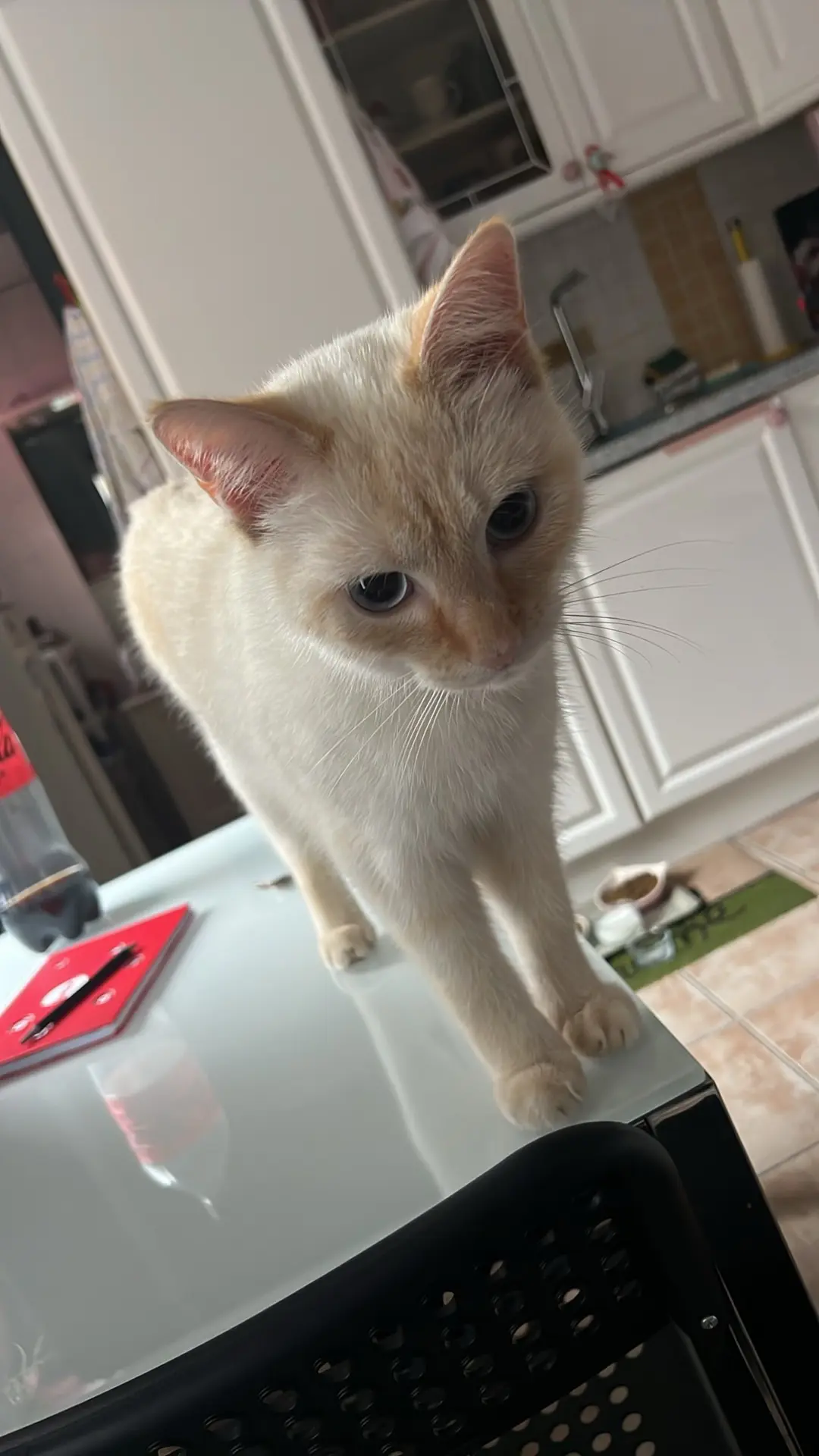chat lost   4400 Flémalle Monsieur pot