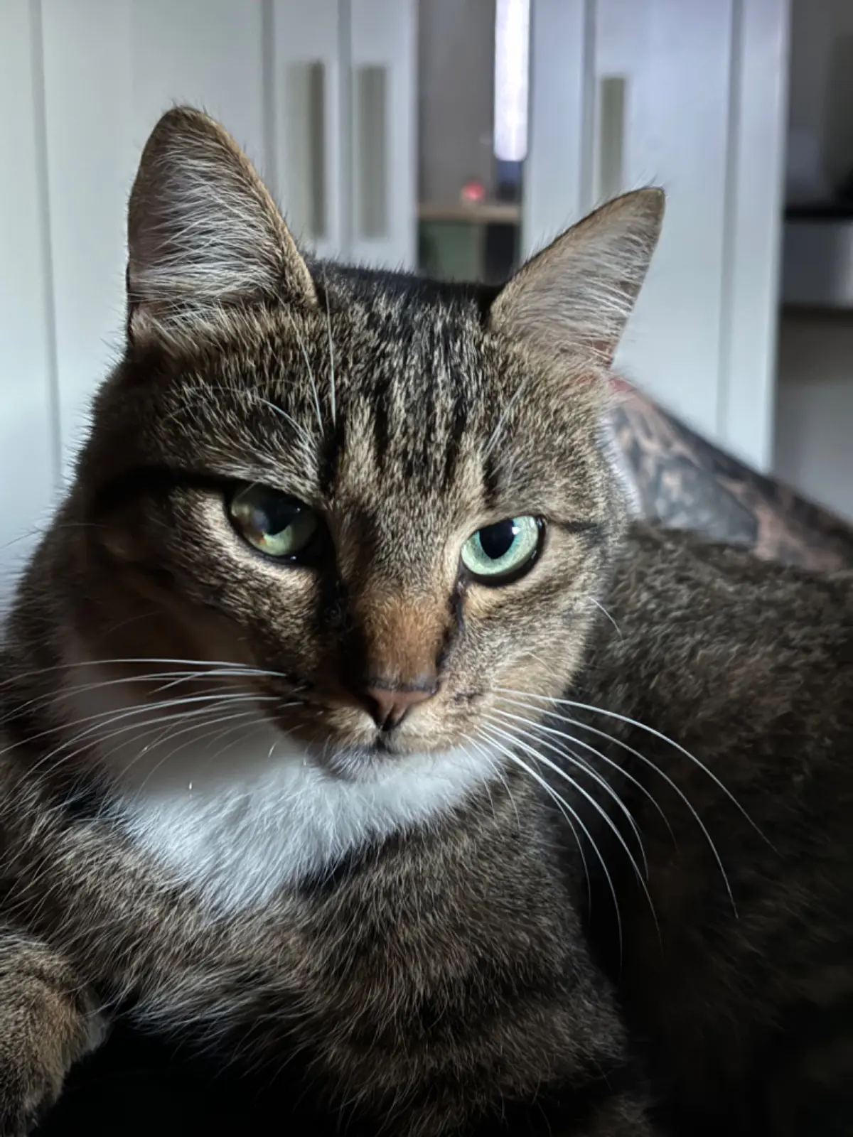 chat lost   4430 Alleur Nāo