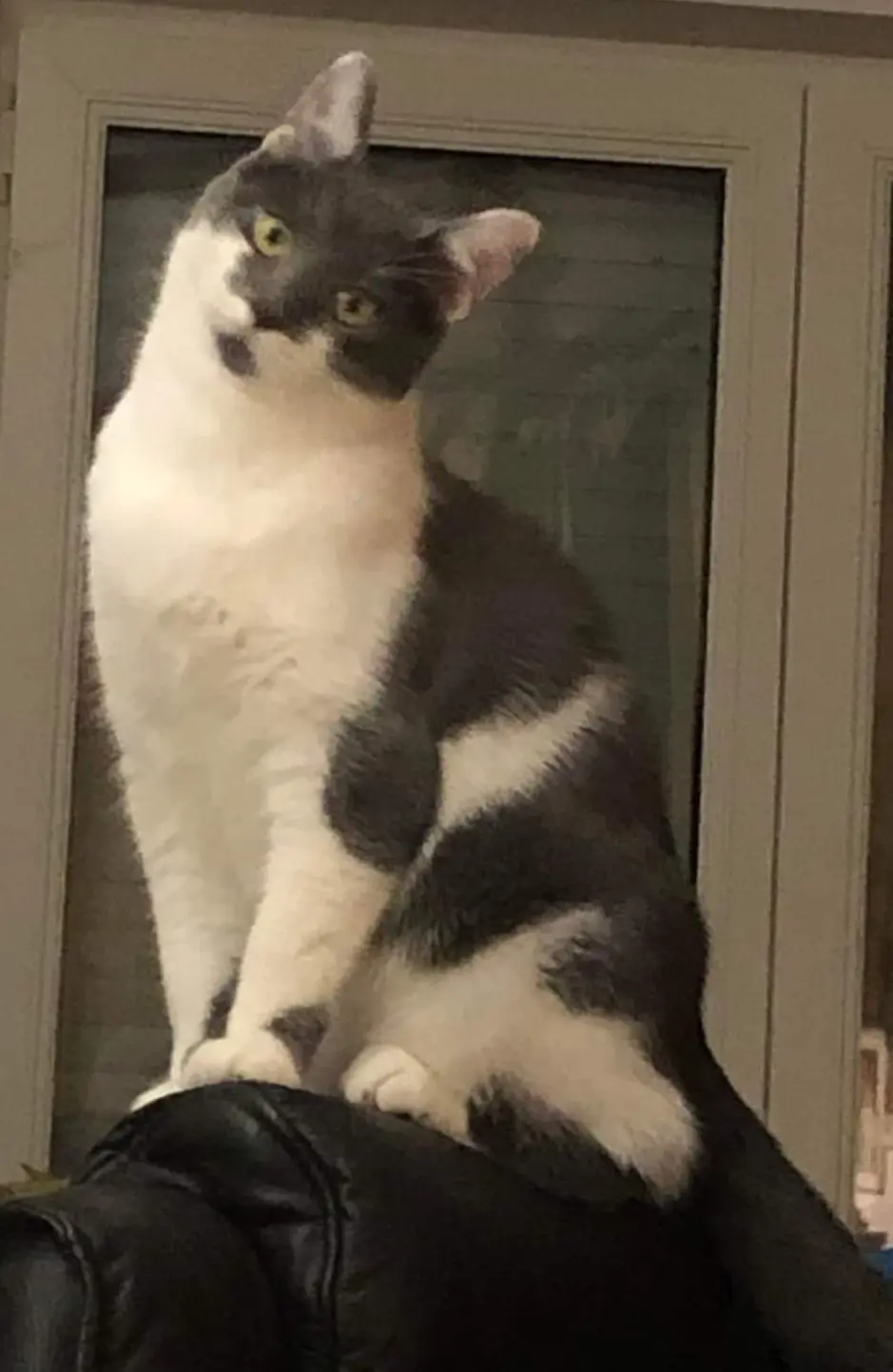 chat lost   4430 Ans Oliver