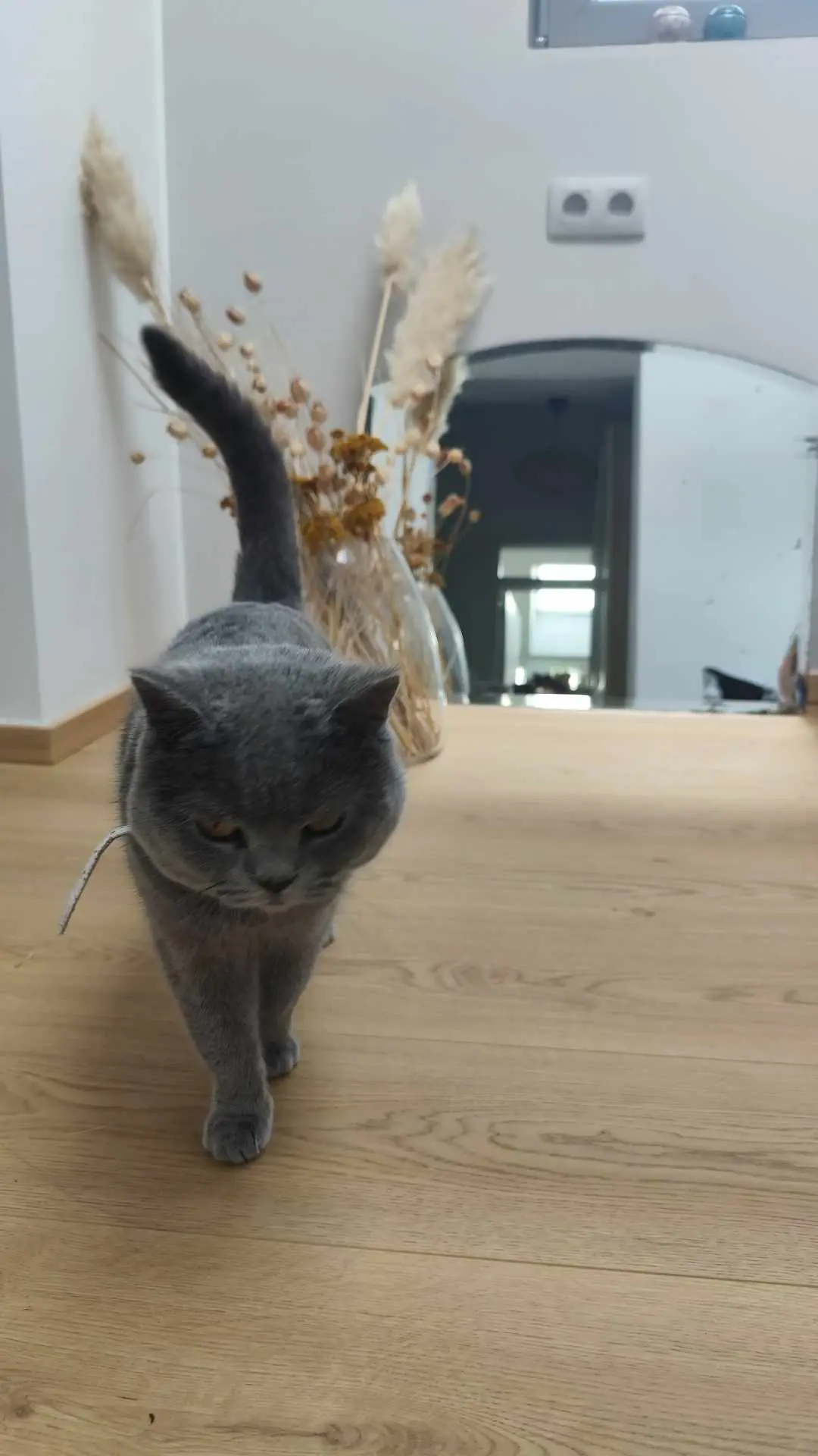 chat lost   4040 Vottem Sushi
