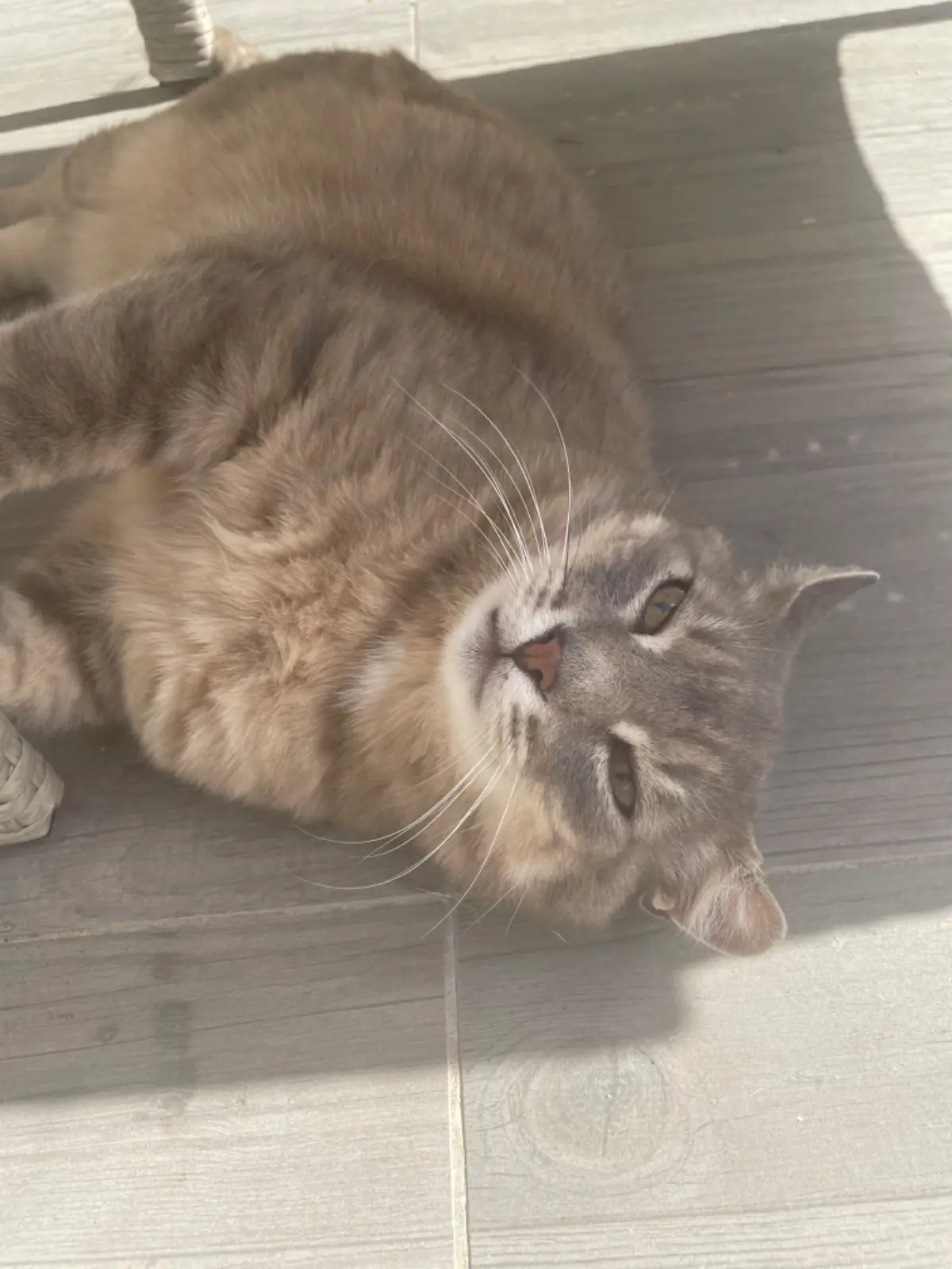 chat lost    Sprimont Tigrou