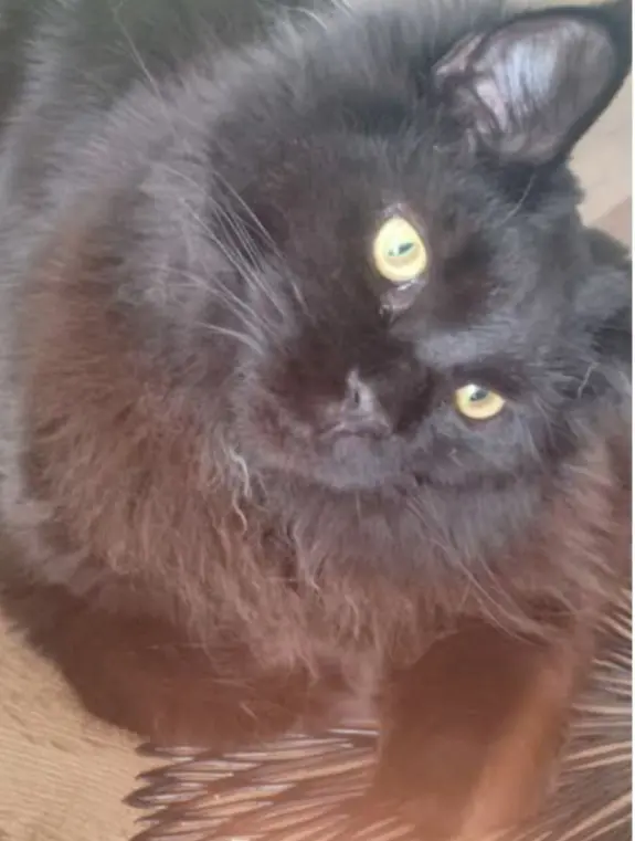 chat lost   4100 Seraing Ukko