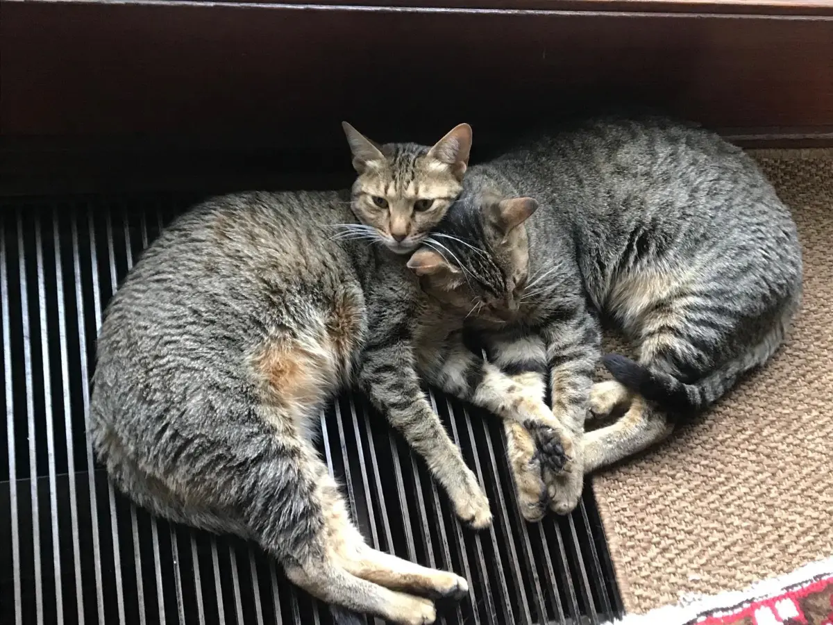 chat lost   4430 Alleur Vagabond (albert)