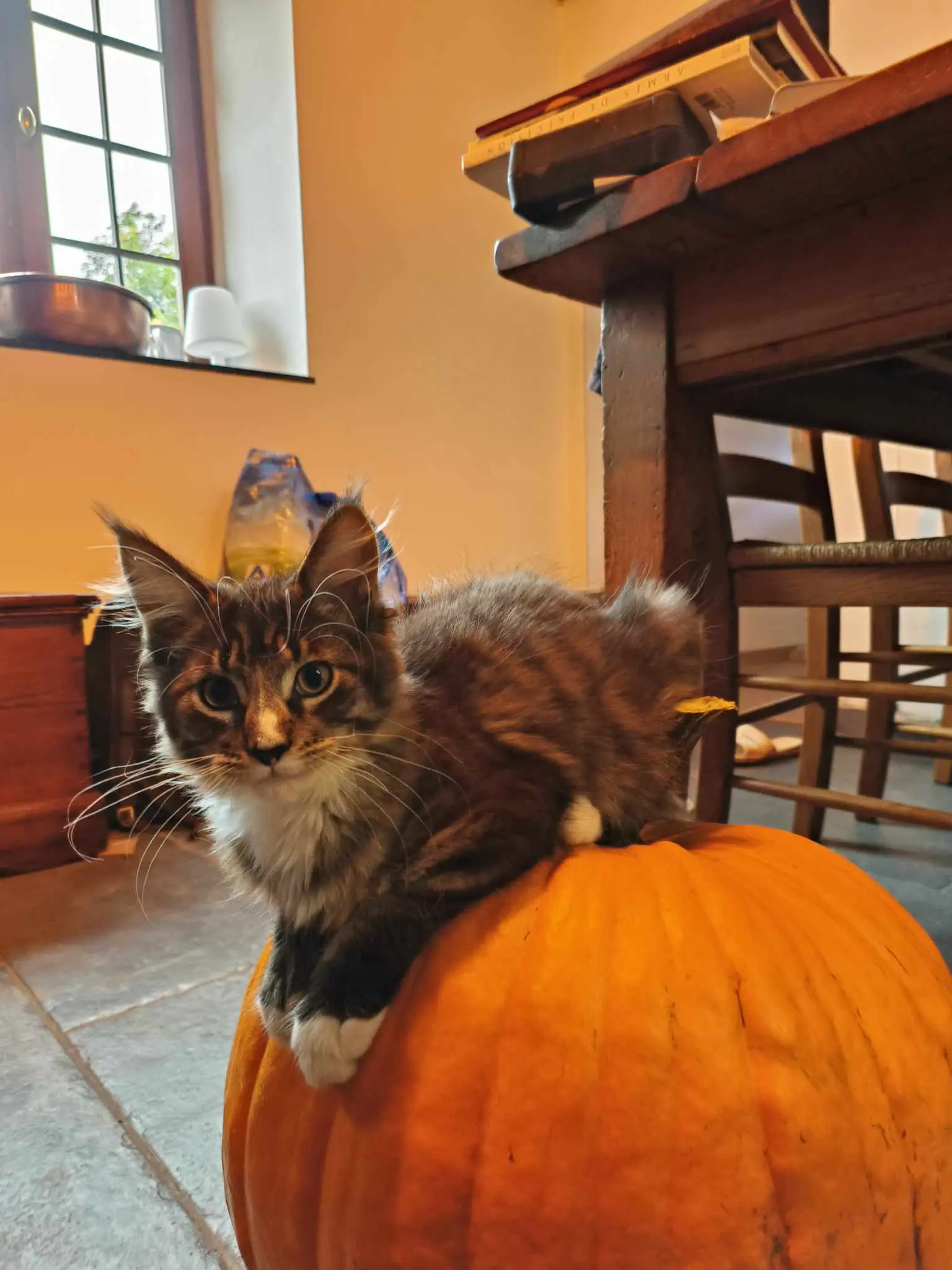 chat lost  Place Puissant 4171 Poulseur Wilson/wiwi