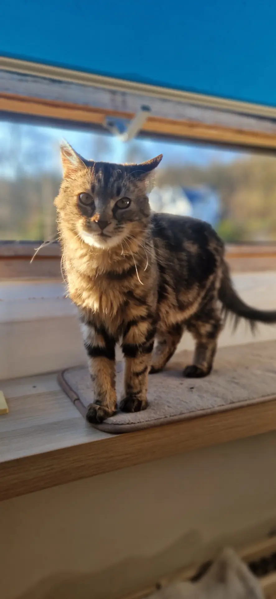 chat lost  Rue d'Angleur 4130 Tilff Woody