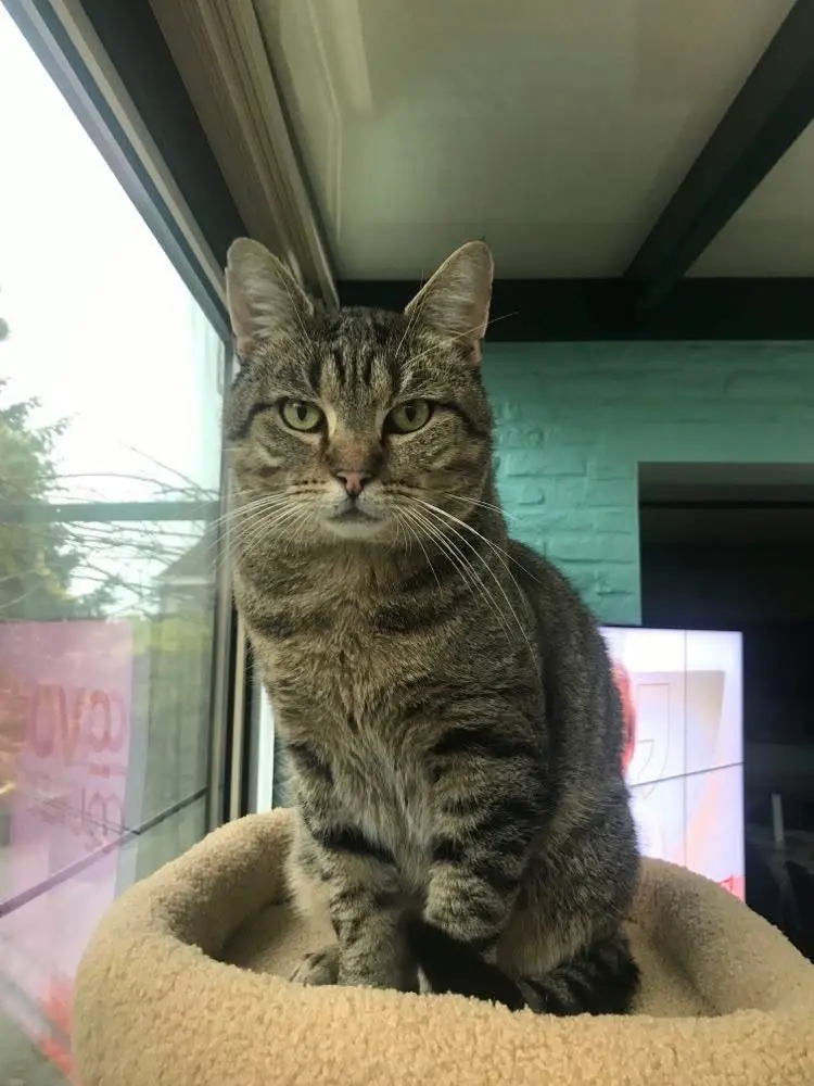 chat lost  Rue du Bief 4101 Jemeppe-sur-Meuse Yoda