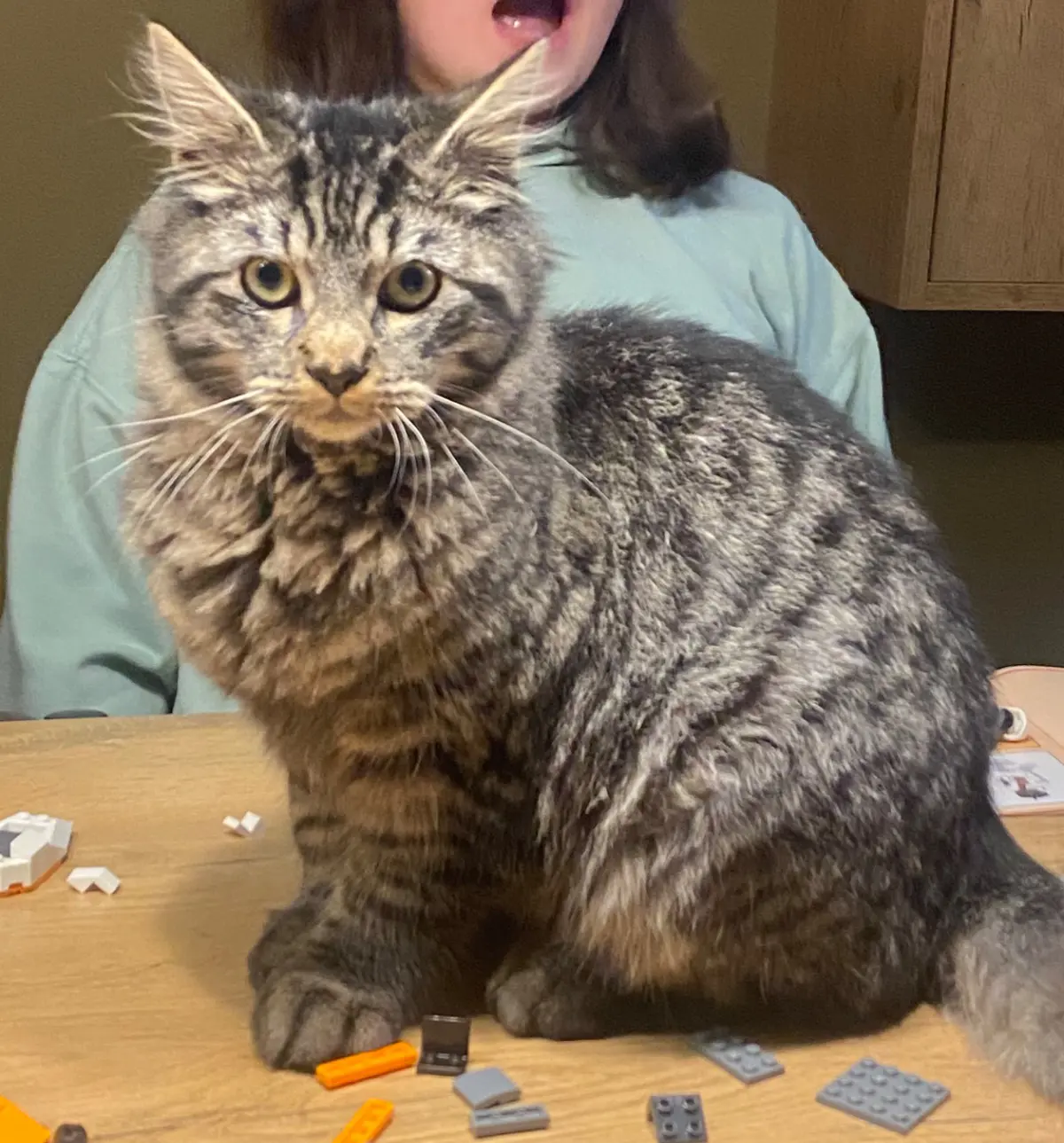 chat lost   4841 Henri-Chapelle Cama