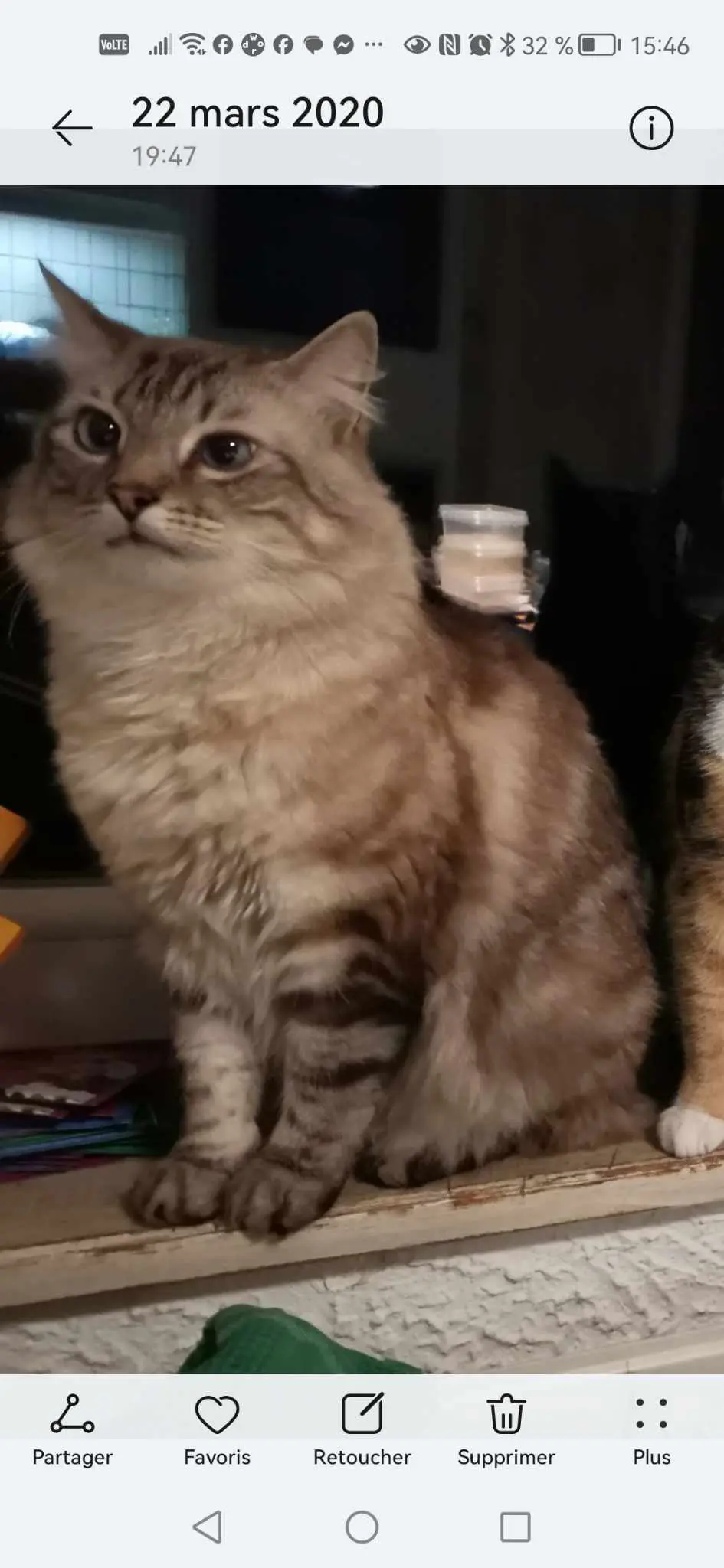 chat lost   4650 Herve Chine
