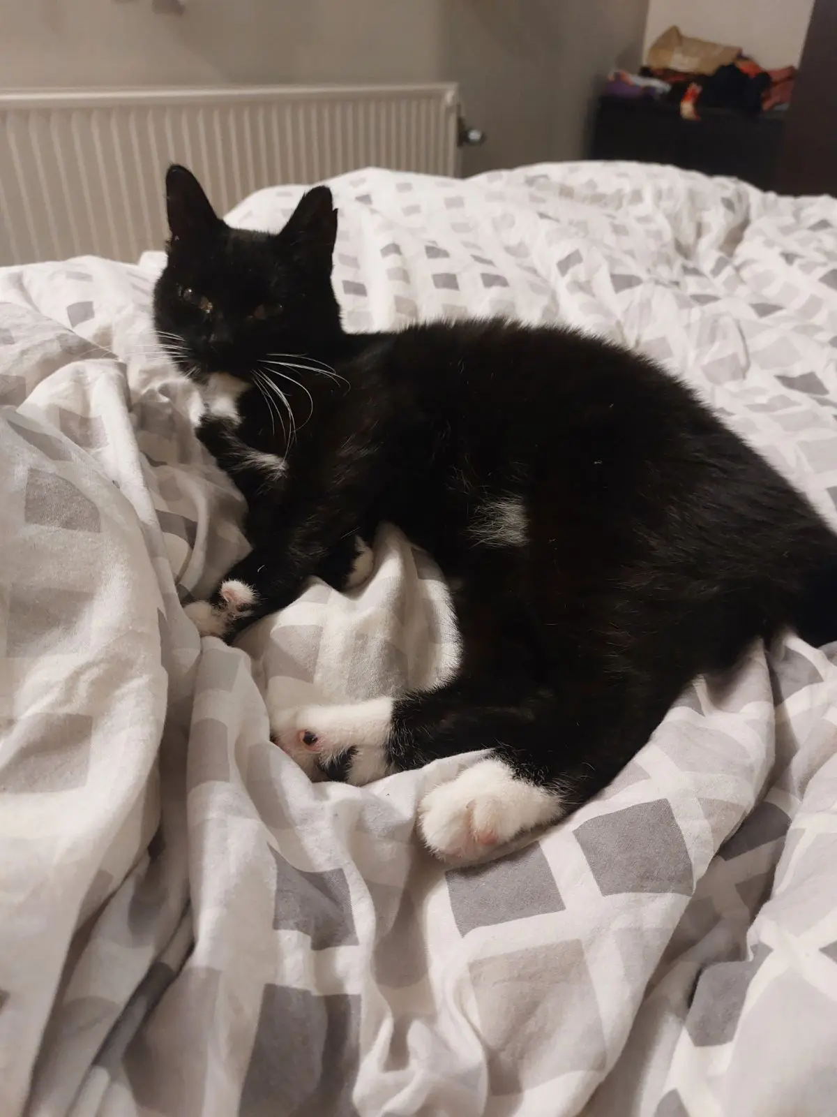 chat lost    Welkenraedt Henri