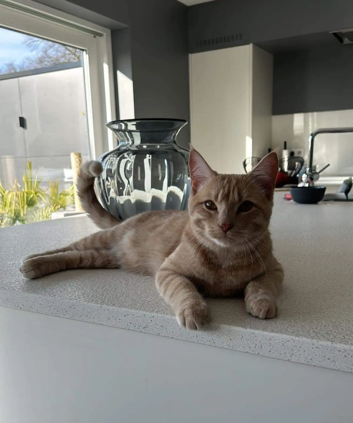 chat lost   4650 Chaineux Oliver