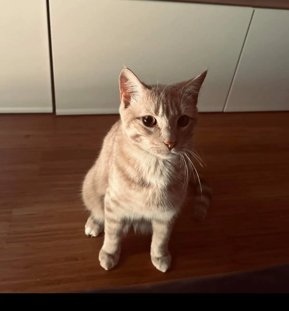 chat lost   4650 Chaineux Oliver