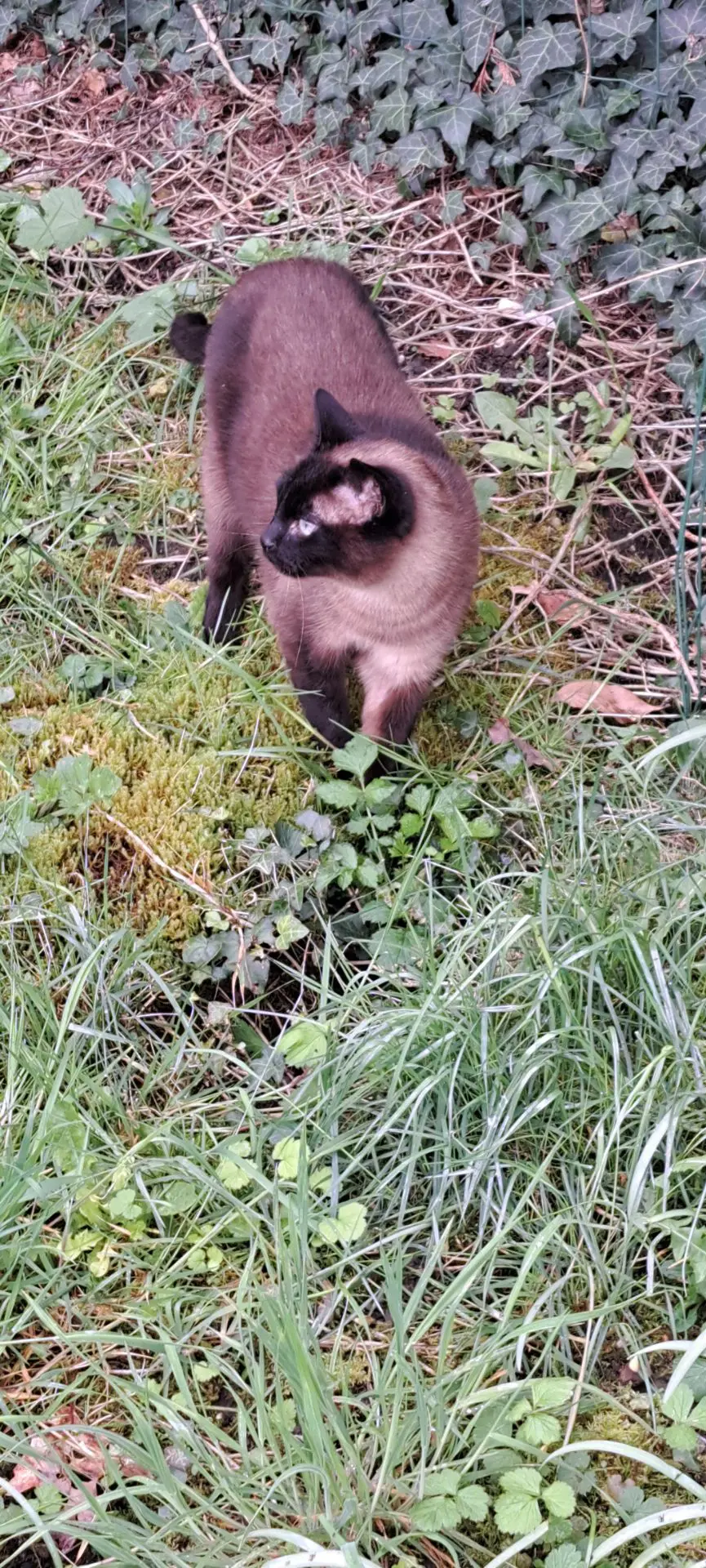 chat lost   4800 Verviers Sépia