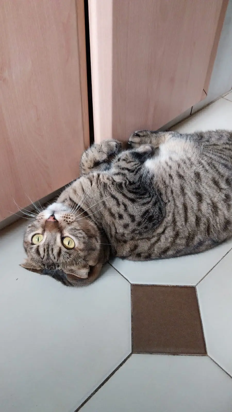 chat lost   4280 Hannut Atome