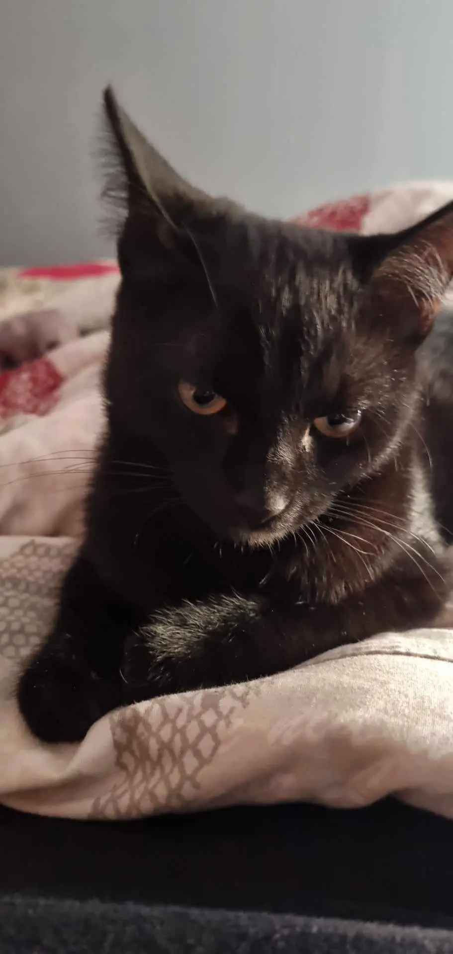 chat lost   4280 Hannut Ulk
