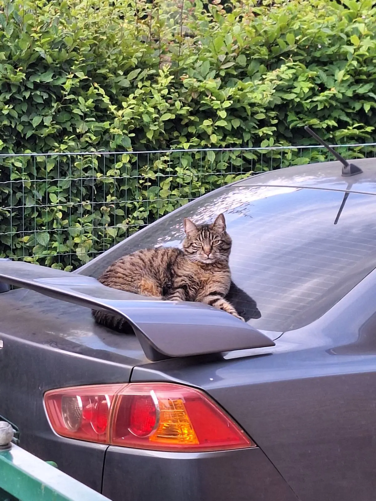 chat lost    Aubange Garfilou