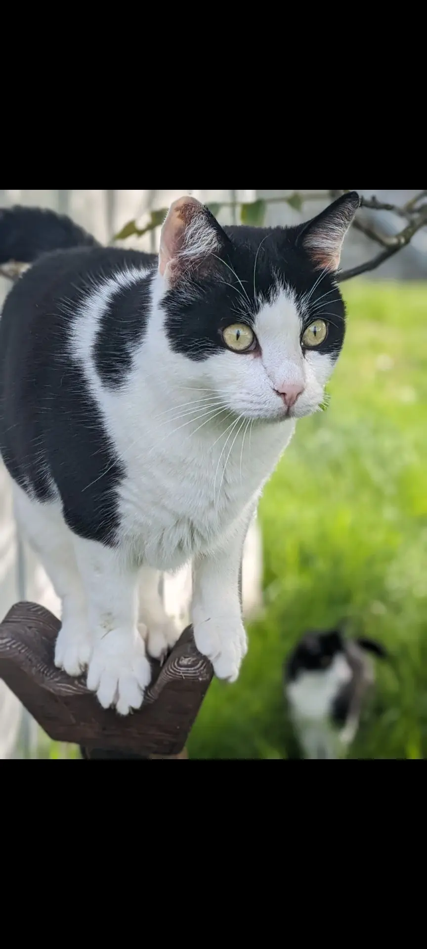 chat lost    Hondelange Ibiki
