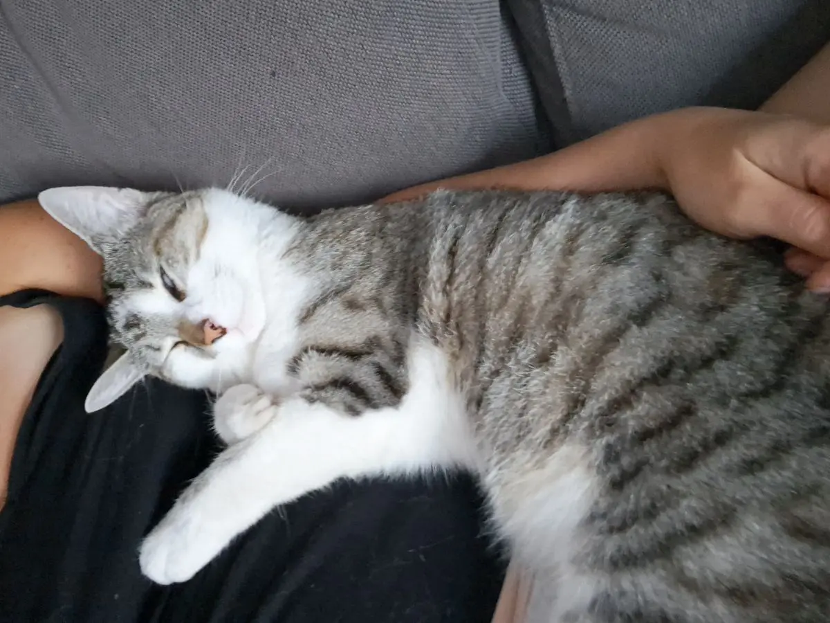 chat lost   6940 Barvaux Buzz