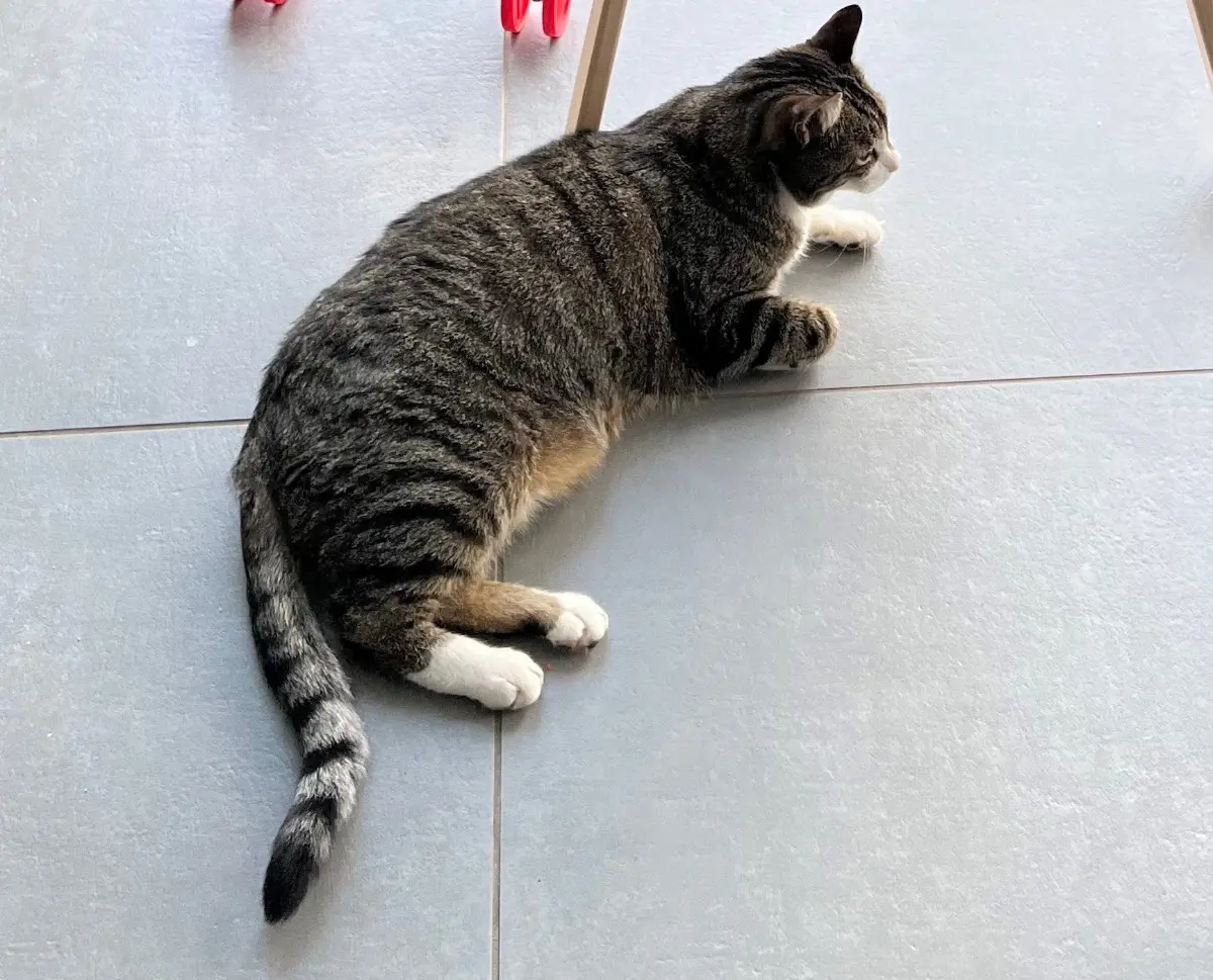 chat lost   6860 Léglise Heiko