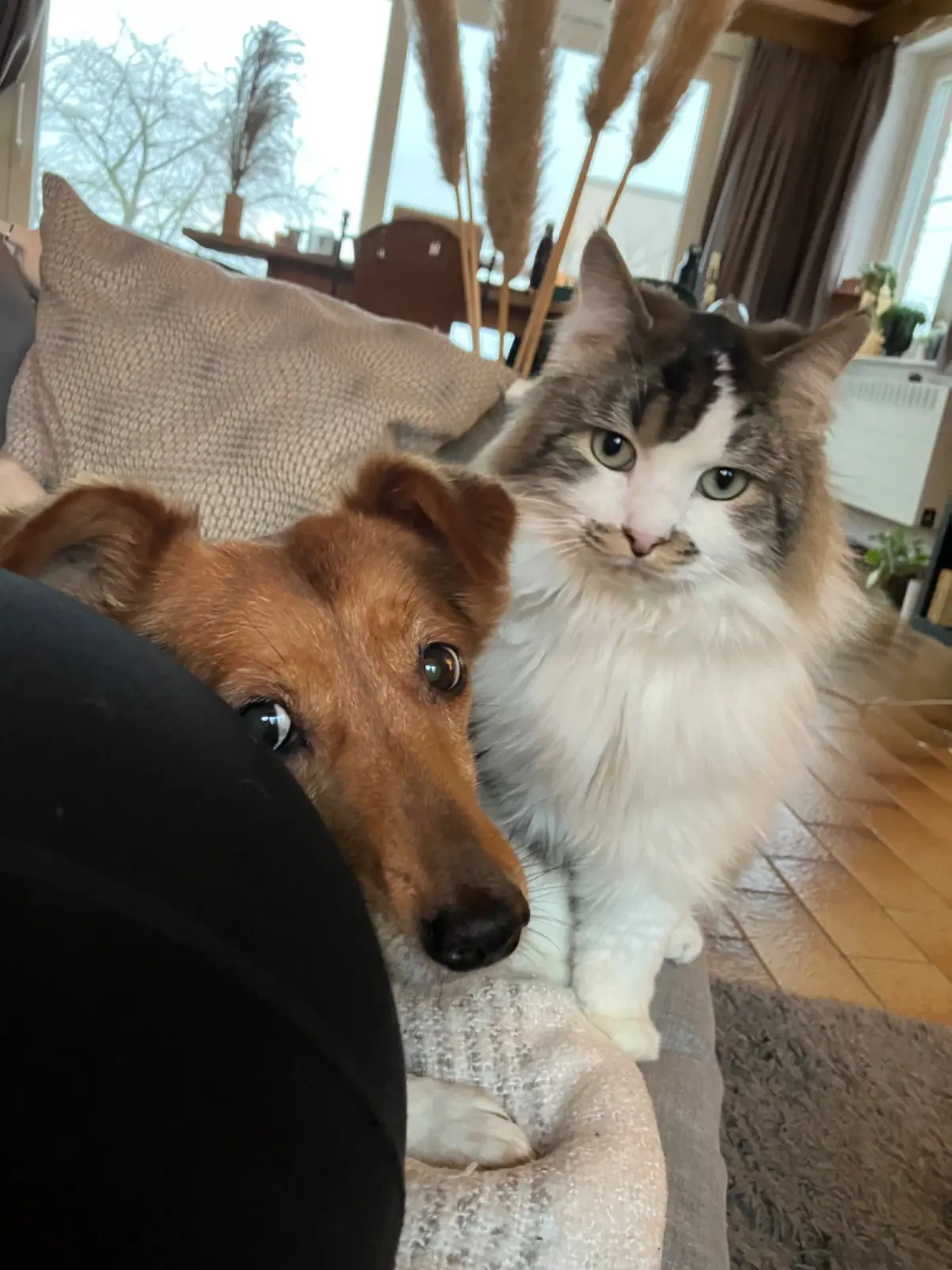 chat lost   5364 Schaltin Carlos
