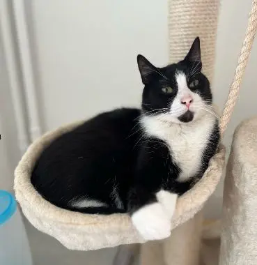 chat lost  Rue des Tilleuls 5500 Anseremme Félix