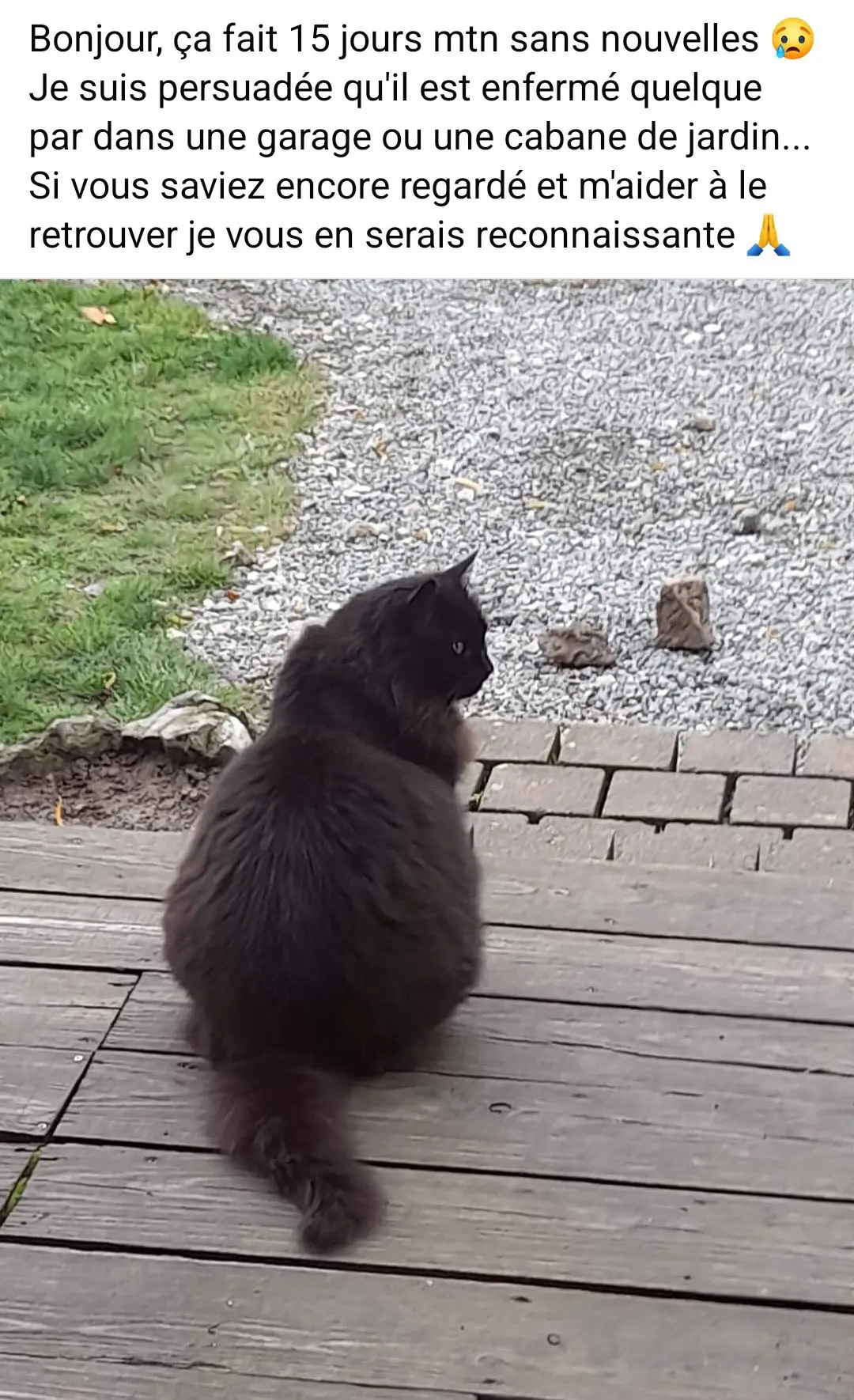 chat lost   5377 Heure Guizmo