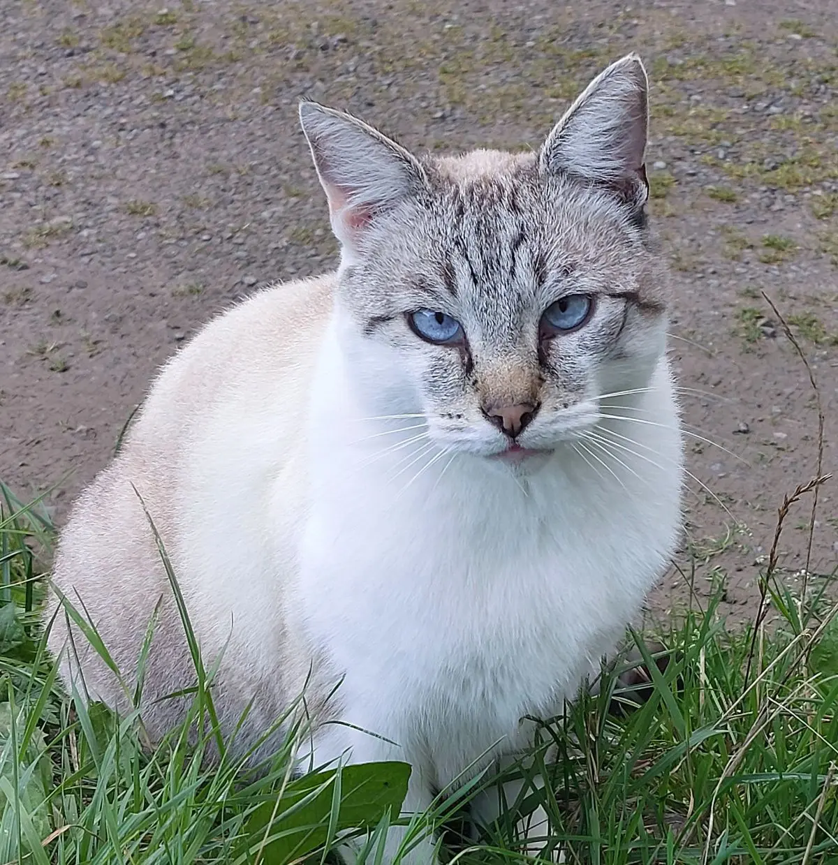 chat lost    Hingeon Harrisson