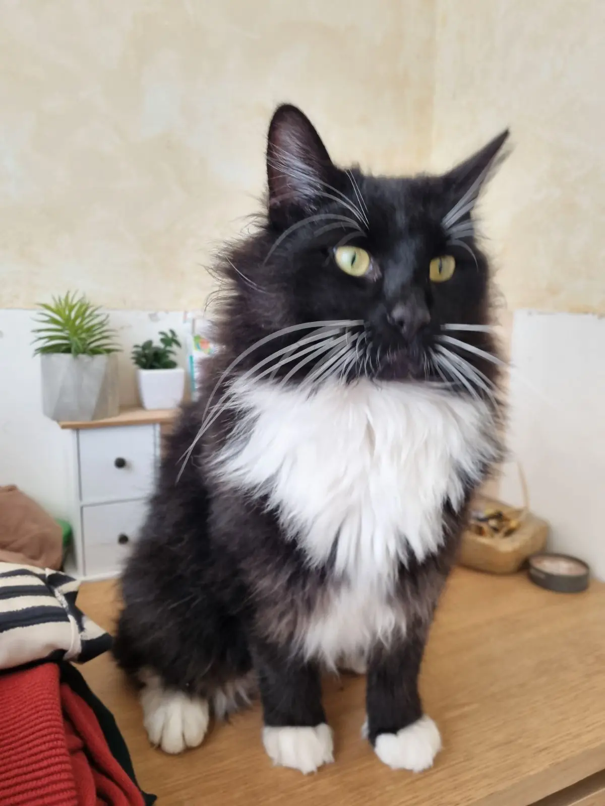chat lost   5140 Sombreffe Kovu