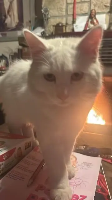 chat lost    Auvelais Mimi