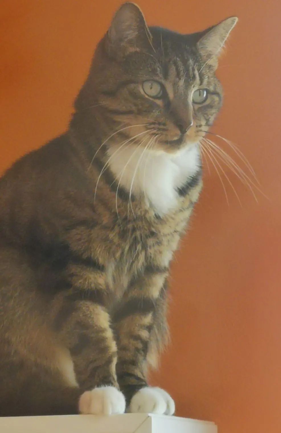 chat lost 1 Rue de la Gare Fleurie 5100 Jambes Bilou