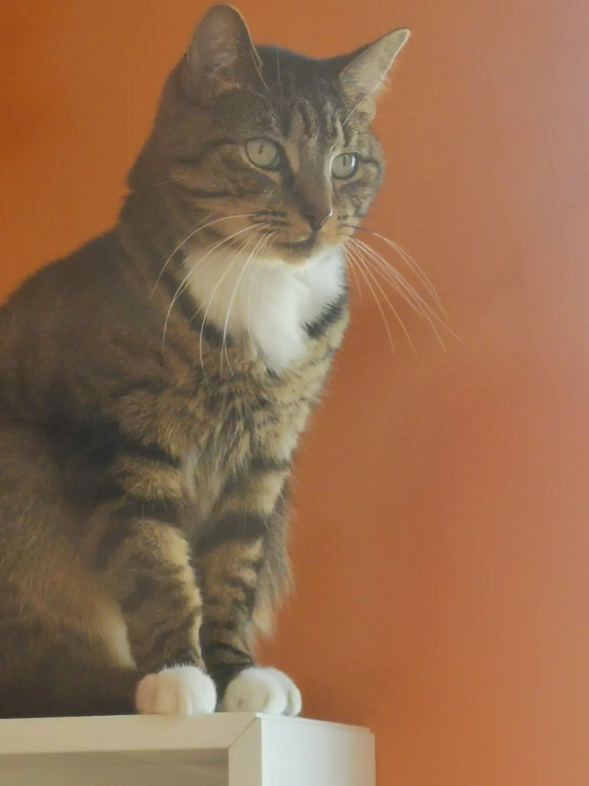 chat lost 1 Rue de la Gare Fleurie 5100 Jambes Bilou