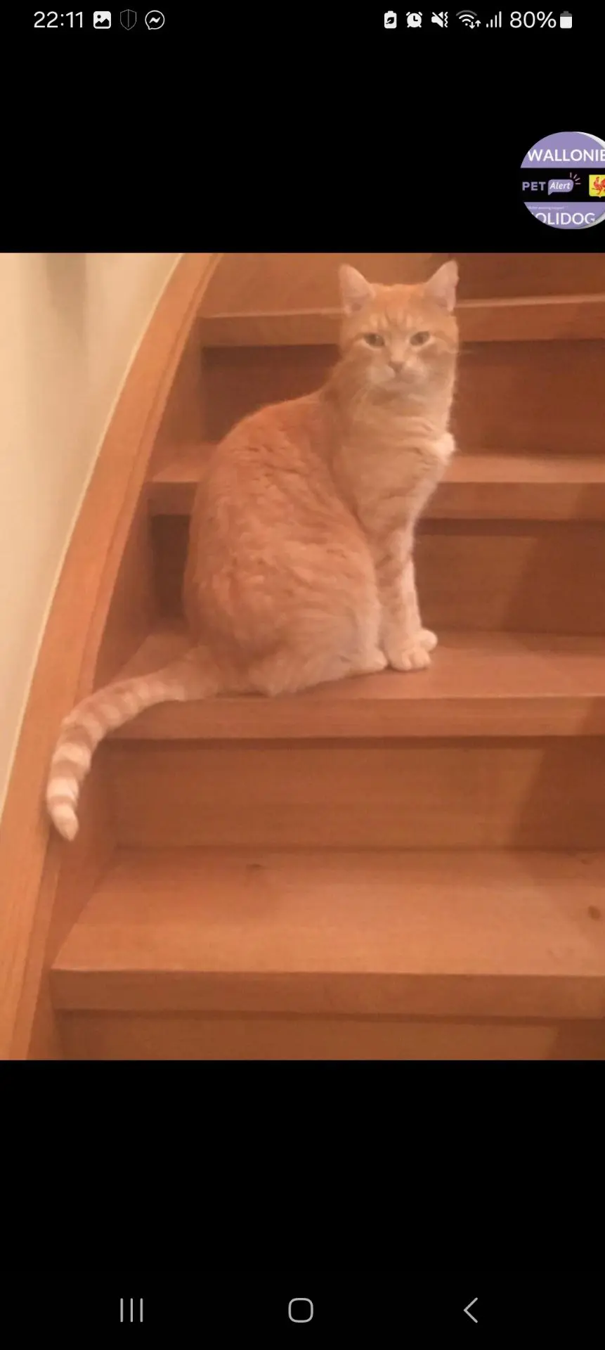 chat lost 1 Rue de la Gare Fleurie 5100 Jambes Gusgus