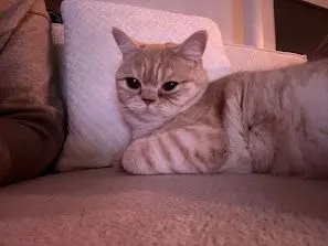 chat lost    Wierde Sora