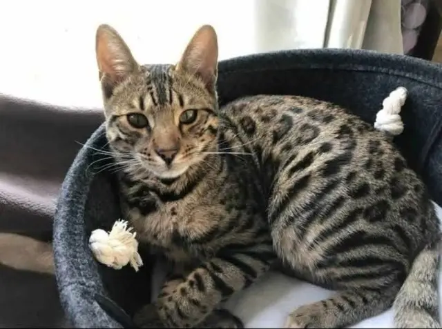 kat lost   5160 Profondeville Tayco