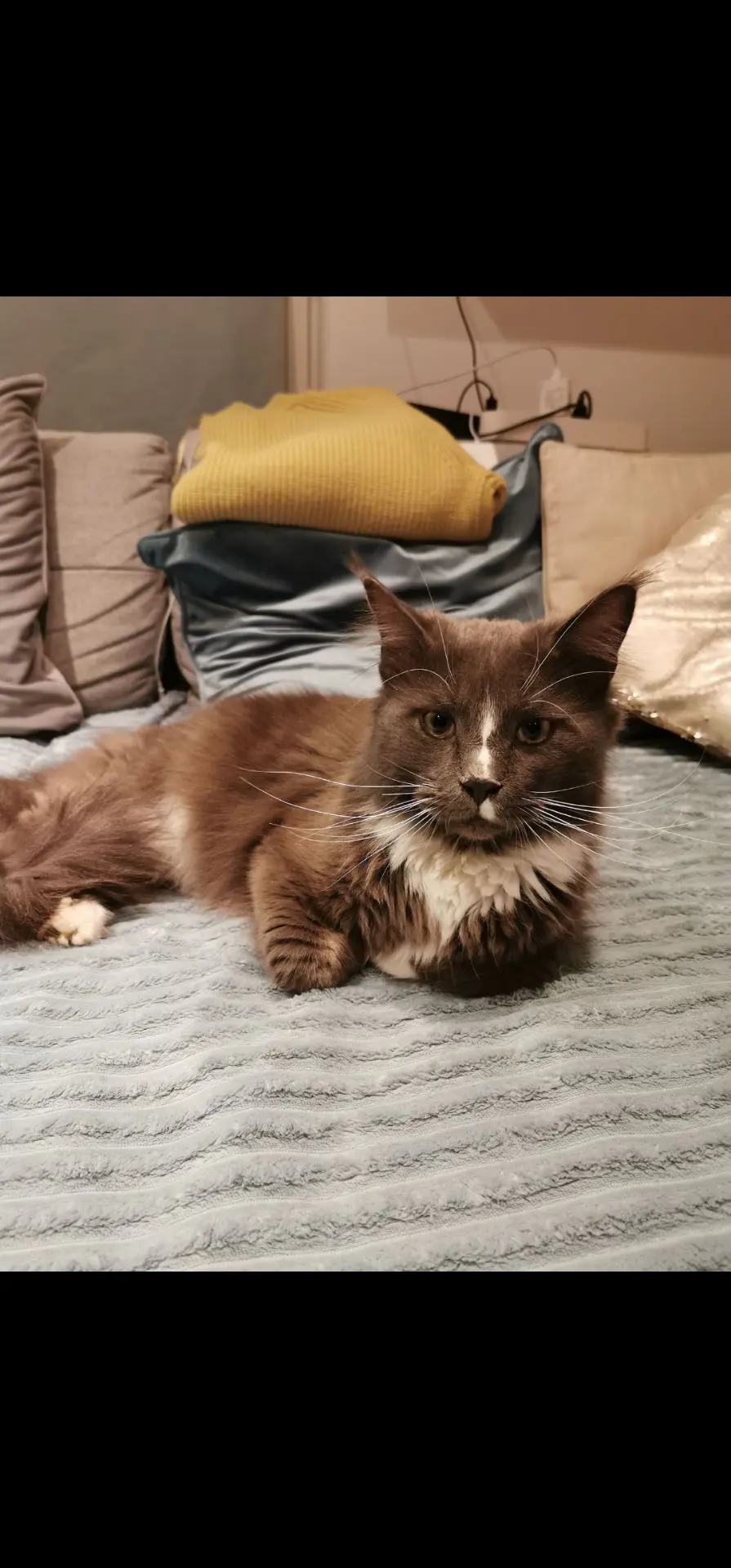 chat lost   5600 Philippeville Figaro