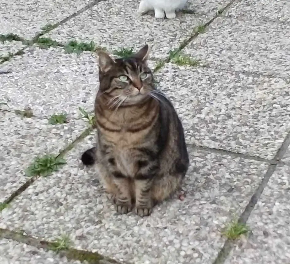 chat reunited  Avenue de Vilvorde 1000 Bruxelles Frimousse
