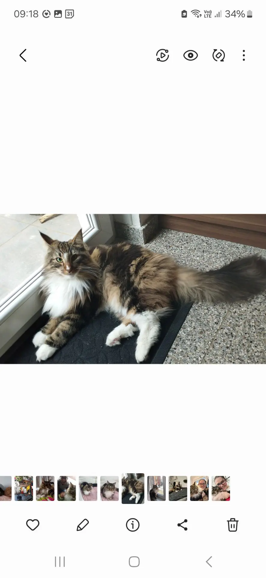 chat reunited   1040 Etterbeek Oskar