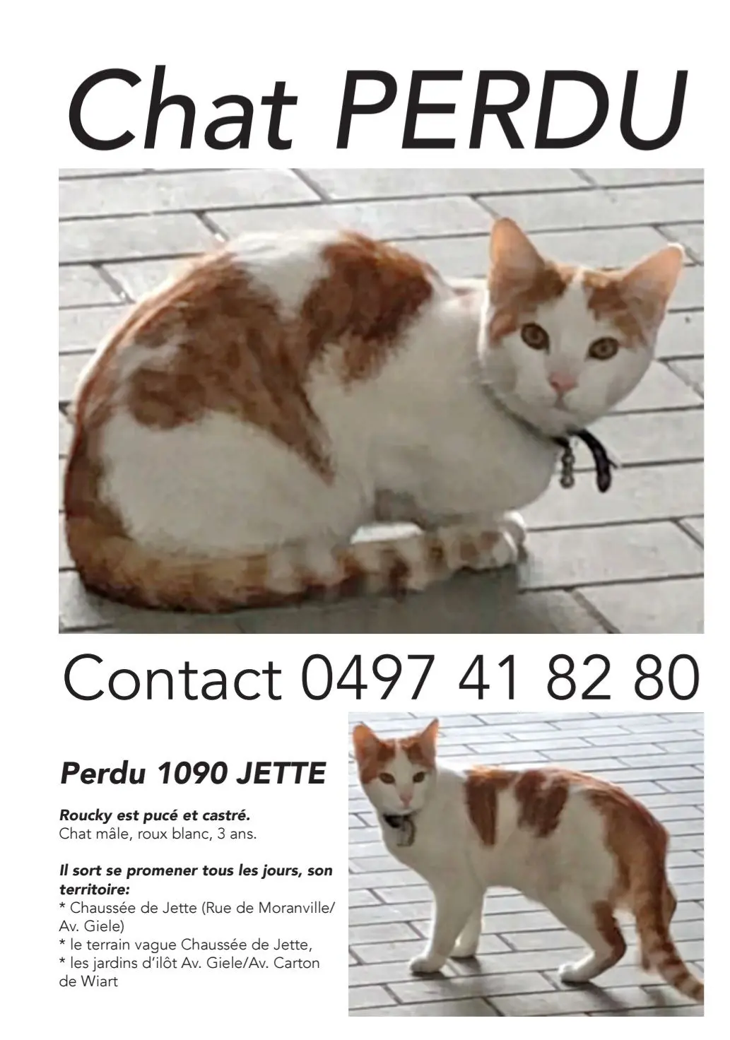 chat reunited 237 Rue Jules Lahaye 1090 Laeken Roucky