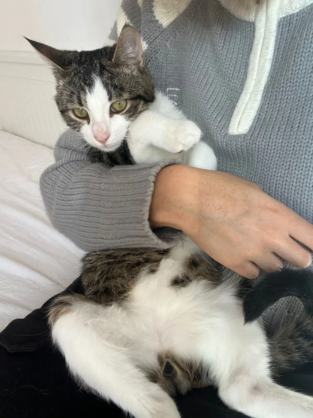 chat reunited    Zaventem Rey